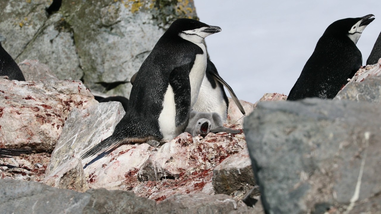 Chinstrap Penguins, Antarctica 2017 