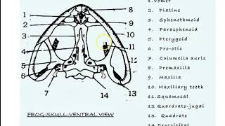 FROG SKELETAL SYSTEM