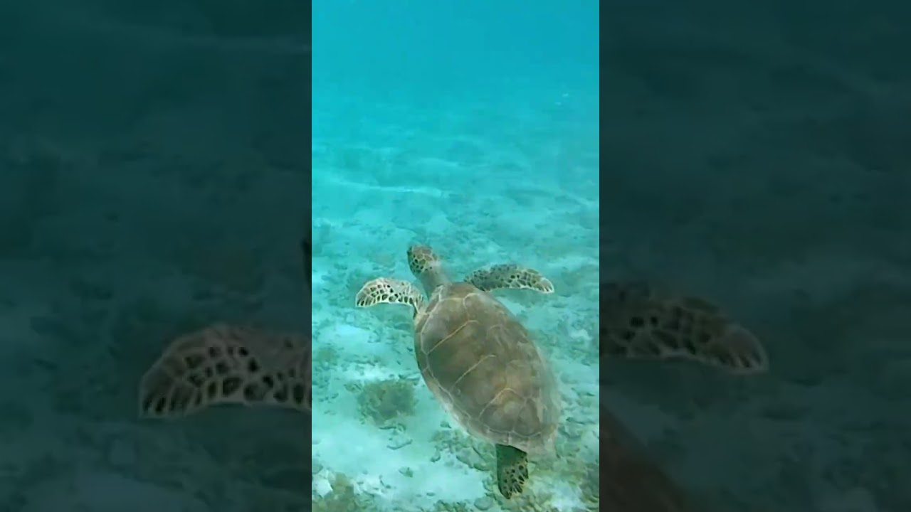 Turtle at Magens Bay, St Thomas, USVI 