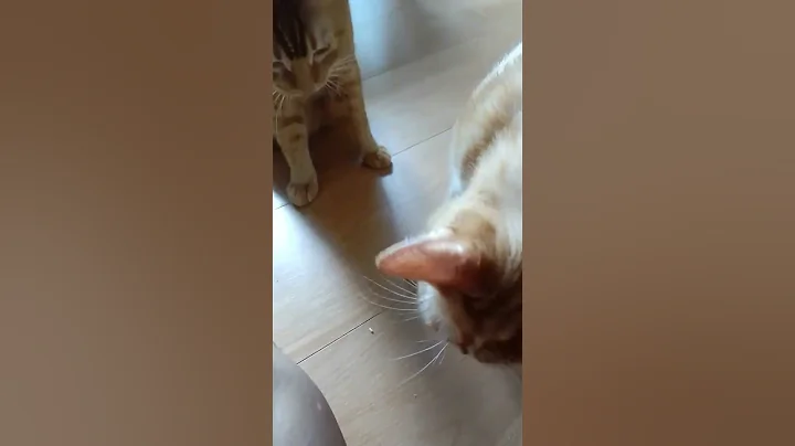 Watch the video about #cat #funny #cute #comedy #kitten #britishblue #britishlonghair #catlover #britishcat #memes