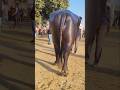 Avatar Bull, who eats bananas and almonds, arrives at the Pushkar Fair