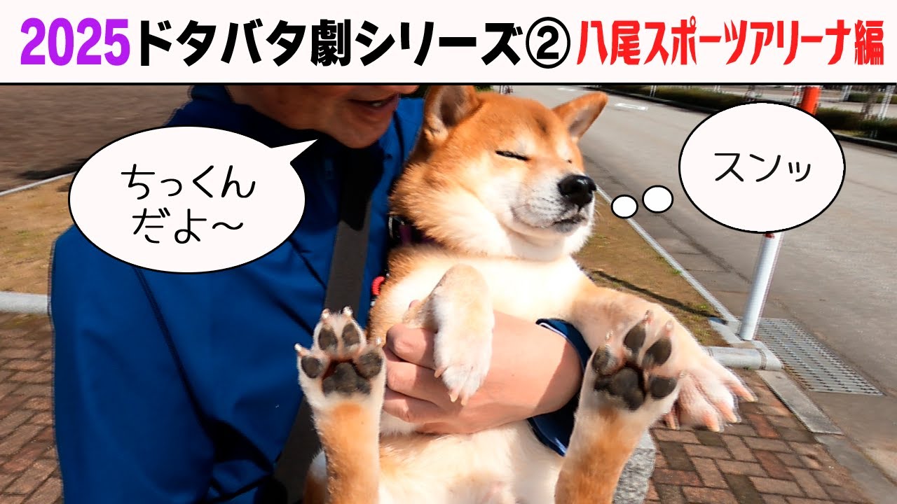 2025狂犬病予防注射会場のドタバタ劇② 八尾スポーツアリーナ編　※カゲミツくんの犬種はフラッティでした