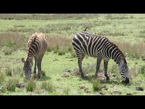 Zebras  (Serengeti - Tanzania)