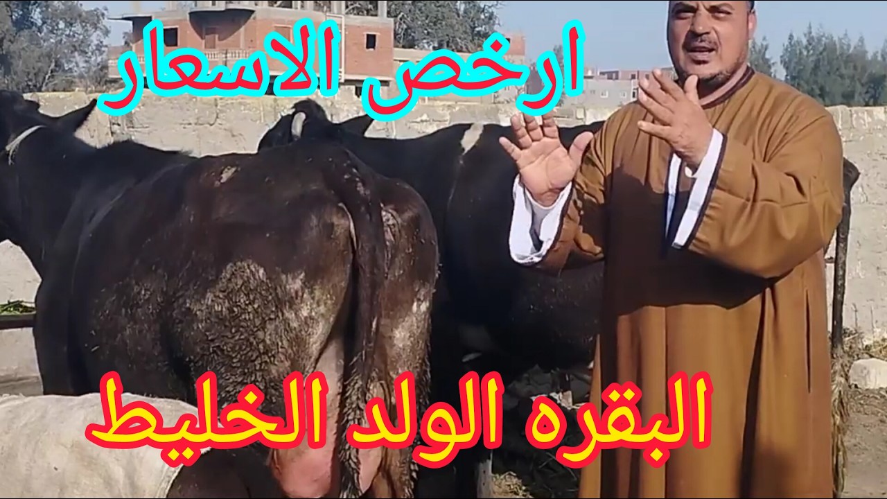 #الان ارخص الاسعار ممكن تشوفها في حياتك اسعار البقر الوالد الخليط مزرعه الطيب