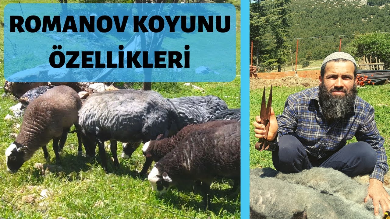Romanov Koyunu Özellikleri - Koyun Kırkımı
