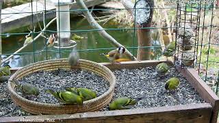 Karmnik dla ptaków szczygły z czyżami