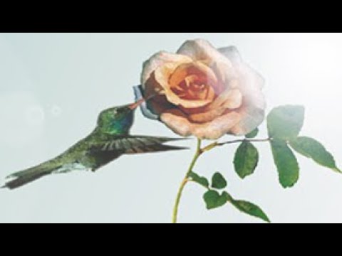 NINGUÉM ESTÁ SOZINHO - Série Raiozinhos de Sol