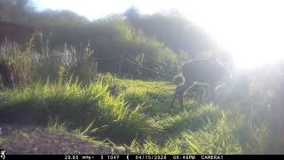 IMG 0078 Two J's Field Wildlife Camera Shots Set In Magical Cornwall.