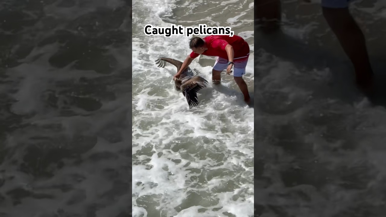 A pelican was accidentally caught on my fishing pole 