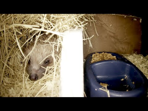 Hedgehogs Live - Norwich UK - 2026-01-25