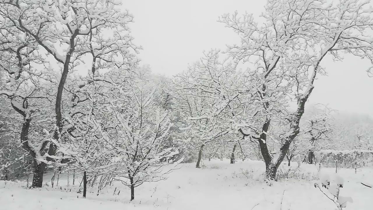 Bosque Nevado Relajante ❄️ Música Mística & Sonidos de Nieve para Dormir y Meditar | 1 Hora