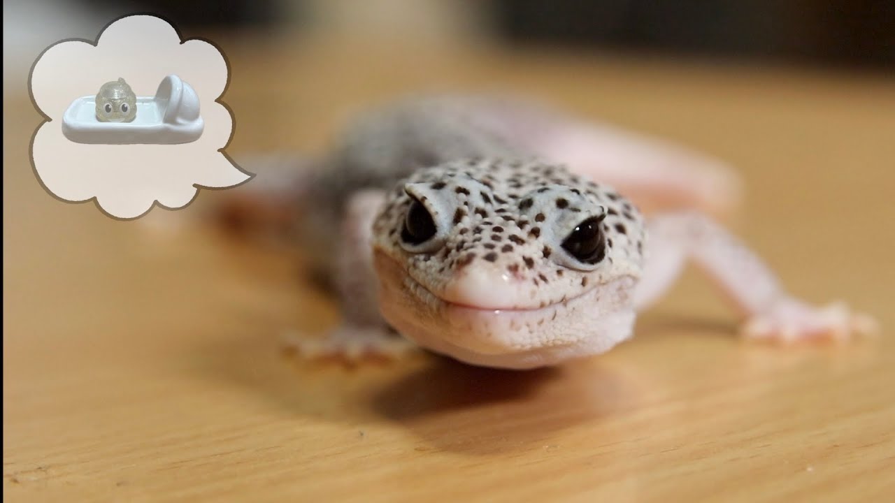 手品 Gecko&COIN 基礎とはなんぞや コイン編 その１ （ゲスト出演：ふじいあきら氏） （ＤＶＤ,