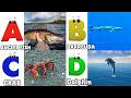 ABC Song | Sea Animals ABC Song | Phonics for Kids, Learn ABC, Baby Alphabet Letters