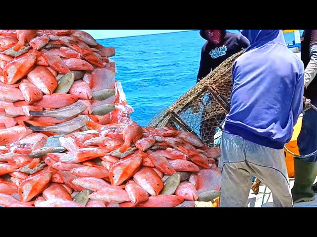 ANGKAT BUBU DI LAUT || BANJIR IKAN MERAH SUPER_Wawoangi Fishing Squad class=