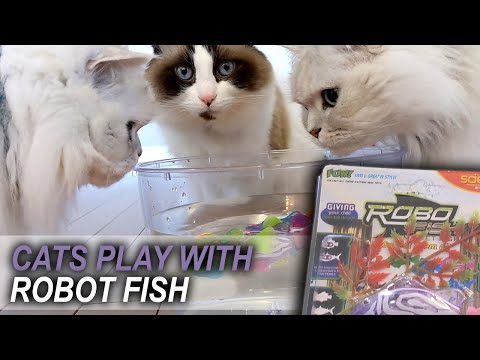 Cats and Robotic Fish - RoboFish (Amazon, Moonshuttle Blackhole Litter)