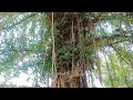 ऑक्सीजन की फैक्ट्री है बरगद का वृक्ष | बरगद का पेड़‌ | वटवृक्ष Banyan Tree