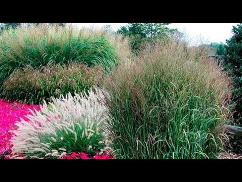 Video: Ukrasne Trave Na Ljetnoj Kućici