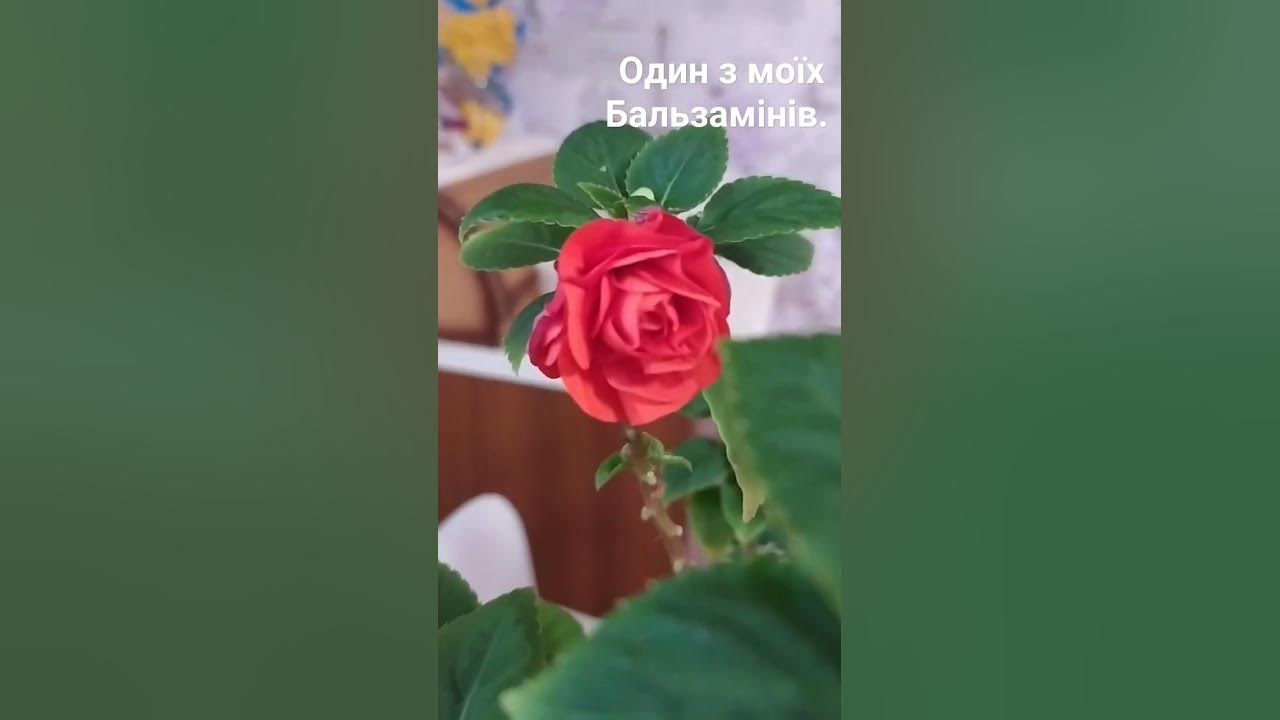 Це один з моїх Бальзамів.#квіти #бальзамін - YouTube