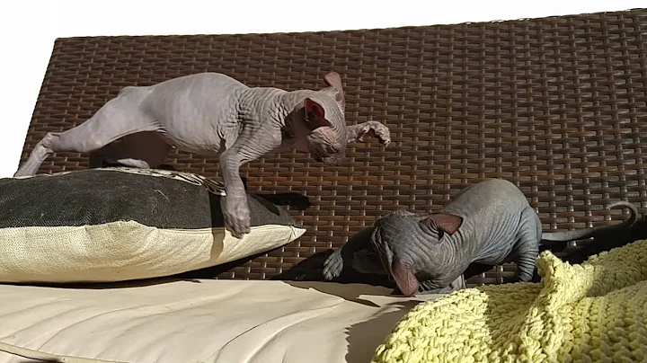 Video 11295671: don sphynx cats, sphynx kittens playing, sphynx kitten cute