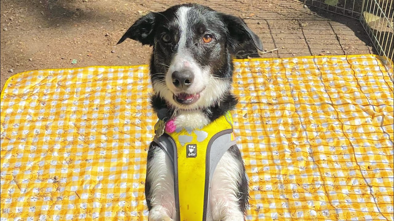 Yuumi's ETDM (trick dog title) YouTube