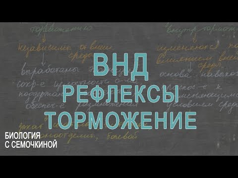 ВНД:  рефлексы, торможение