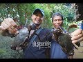 第78集：菲律宾渔民深入红树林捕捉大泥蟹，椰汁现煮好吃到舔盘  Delicious Mangrove crab catch and cook  ,Palanwan
