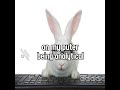 Rabbit on his puter meme