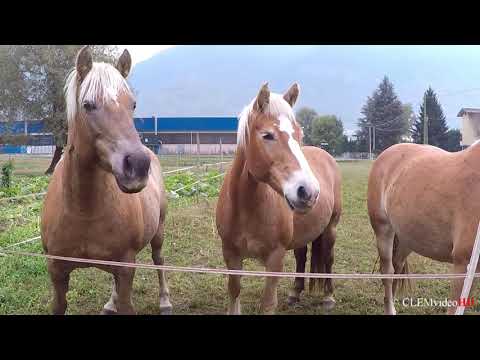 Video: Avelignese Hevosrotu Hypoallergeeninen, Terveys- Ja Elämänalue