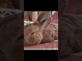 病んでる時にこの動画を観たら心が洗われて涙が出た。　#shorts