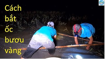 381 | Cách bắt ốc bươu vàng mùa nước nổi | snails