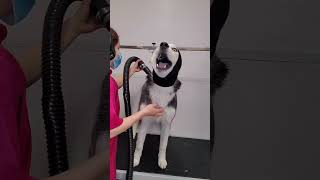 Dramatic Husky Dog Visits Groomers And Throws Temper Tantrum 😂