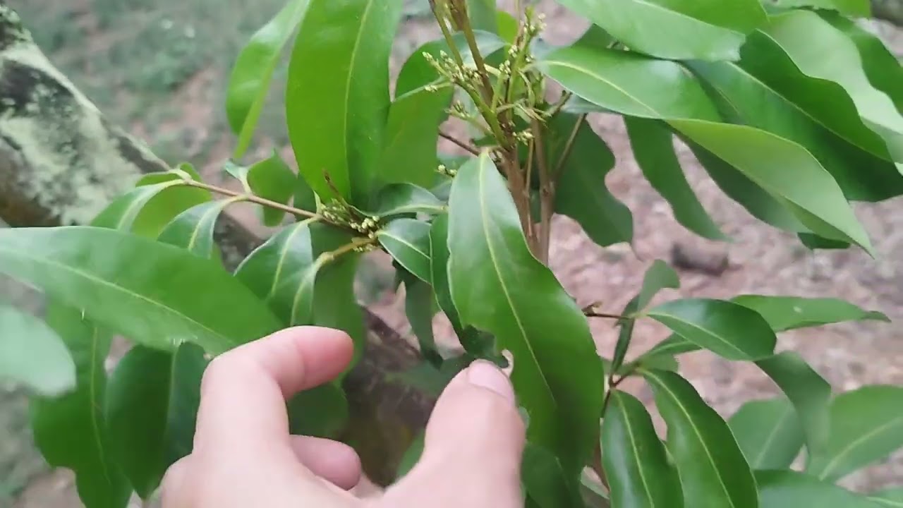 Vải Thiều Nhà Mình Đang Ra Hoa 