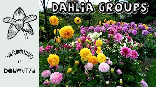 Dahlia Flower Types || Pros & Cons & Favourites