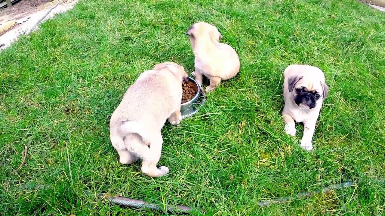 Mops Welpen 7 wochen YouTube