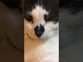 オヤジ