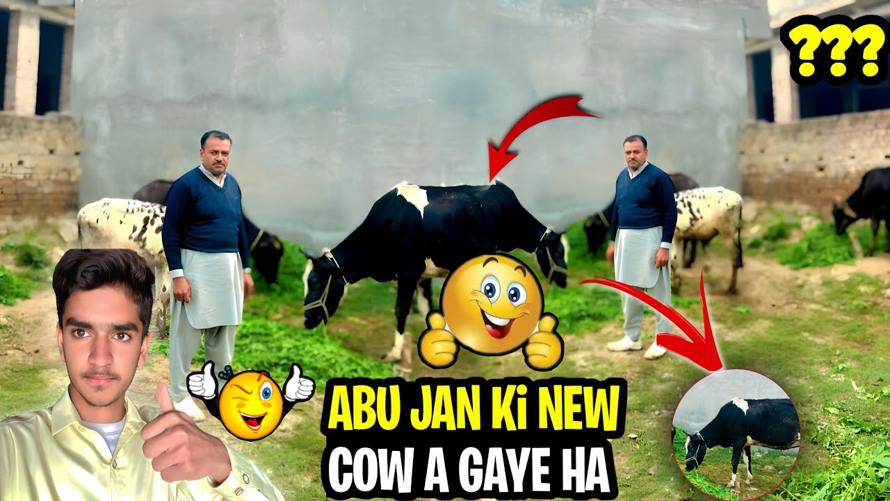 Abu Jan ki new cow a Gaye ha