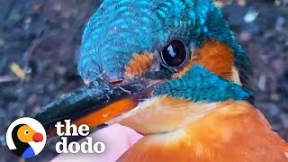 Woman Patiently Helps Colorful Bird Get Back Home | The Dodo