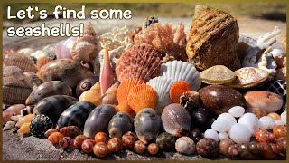 Finding Seashells at High Tide | Shelling for Minis on Loaded Wrack Lines