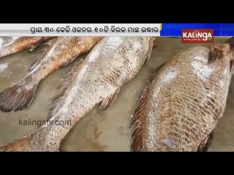 Bhadrak Price of fish Rs6000 Per Kg in Dhamra  Kalinga TV