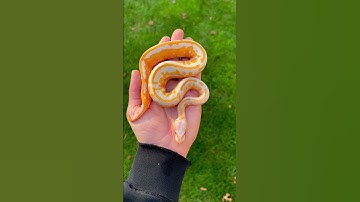HOW AMAZING IS THE COLOR OF THIS DREAMSICLE BALL PYTHON🔥