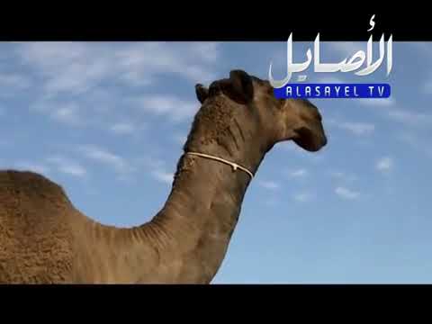 مسيرة منقية الشيخ محمد بن عبدالله العامري السبيعي في مزاين ام فيبه 1436 قناة الاصايل