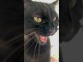 Croqui, mon bébé ! 👶🏻 #chatnoir #funnyvideo