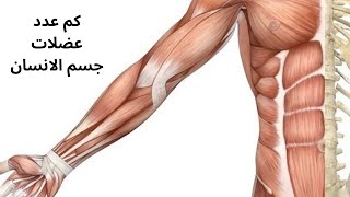 كم عدد عضلات جسم الانسان
