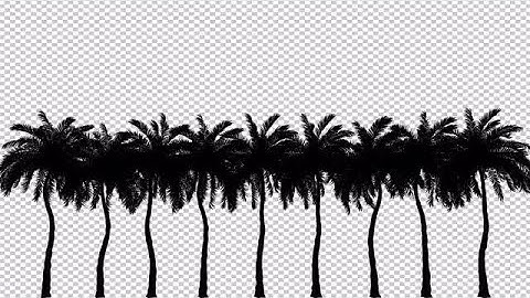 Silhouette Of Palm Trees Stock Motion Graphics