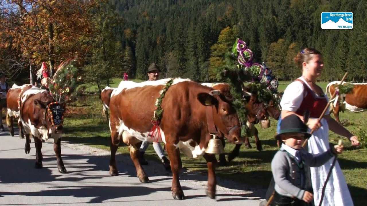 Luxus Almabtrieb 2023 Bayern Ebenbild