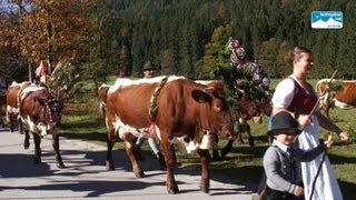 Almabtrieb Bayern Almabtrieb Von Der Halsalm Im Berchtesgadener Land