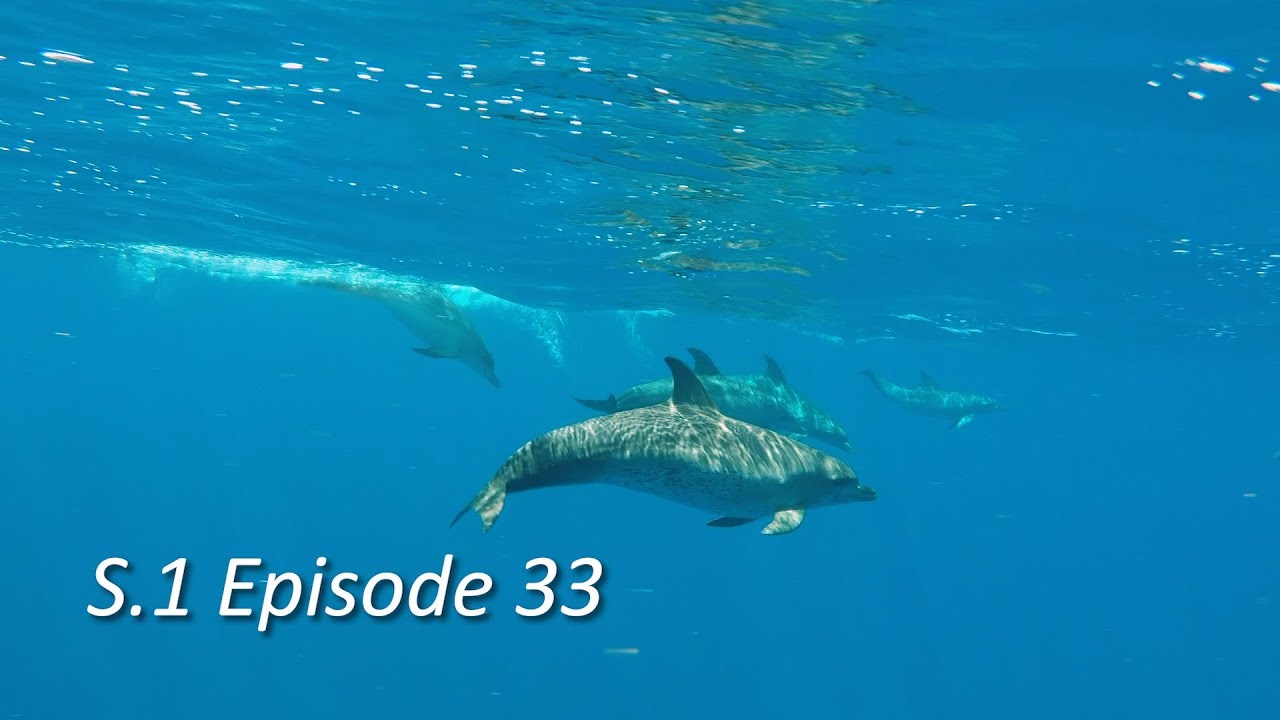 Sailing With Dolphins Across the Gulf Stream to Mexico | Episode 33