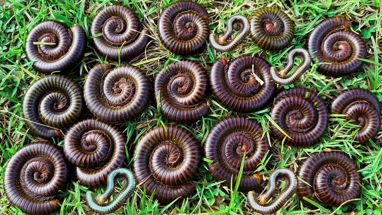 Удивительная находка: гигантские многоножки, привлеченные вьюнками. Жизнь членистоногих.