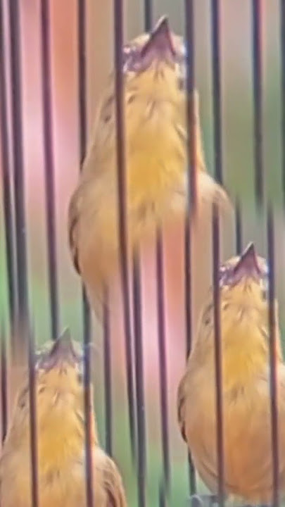 Pleci Gacor Nembak Lovebird Panjang