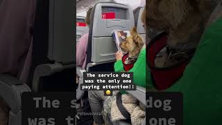 Dog On The Flight